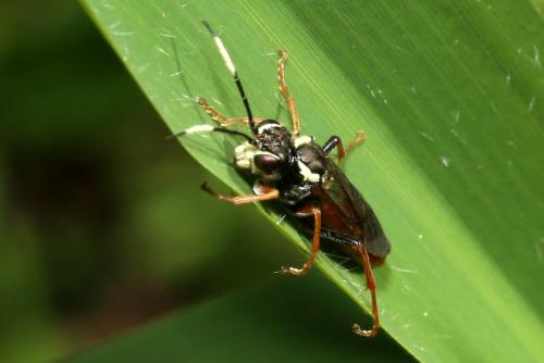 Réf. 181 844 : Tenthredo ferruginea
